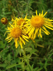 Pentanema salicinum