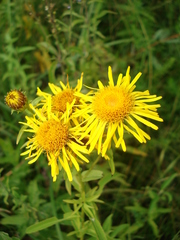 Pentanema salicinum