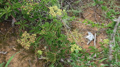 Cyphostemma quinatum