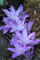 Colchicum macrophyllum