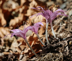 Colchicum variegatum