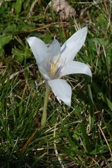 Crocus vallicola