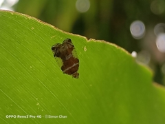 Lophopinae