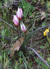 Tulipa cretica