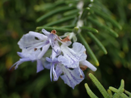 Salvia rosmarinus