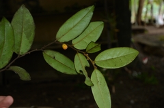 Diospyros ferrea