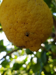 Biprorulus bibax