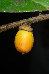 Diospyros ferrea