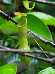 Nepenthes distillatoria