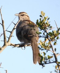 Tchagra tchagra caffrariae
