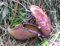 Nepenthes rajah