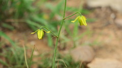 Albuca shawii