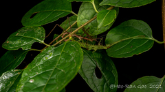 Cnipsomorpha kunmingensis