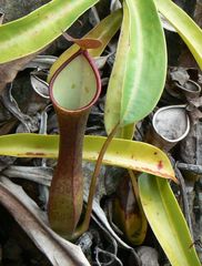 Nepenthes reinwardtiana
