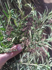 Bossiaea linophylla