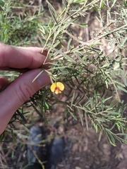 Bossiaea linophylla
