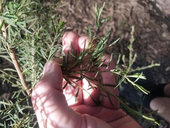 Bossiaea linophylla
