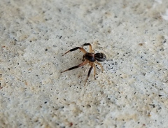Xysticus texanus