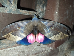 Phyllodes consobrina