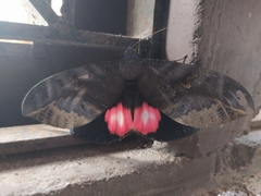 Phyllodes consobrina