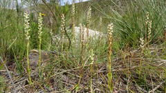 Satyrium stenopetalum