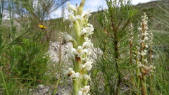 Satyrium stenopetalum