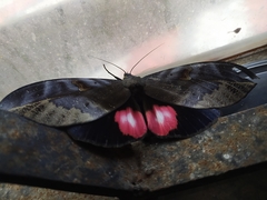 Phyllodes consobrina