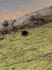 Gallinula chloropus
