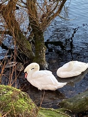 Cygnus olor