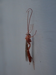 Ophion obscuratus