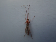 Ophion obscuratus