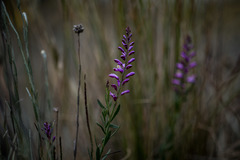 Comesperma polygaloides