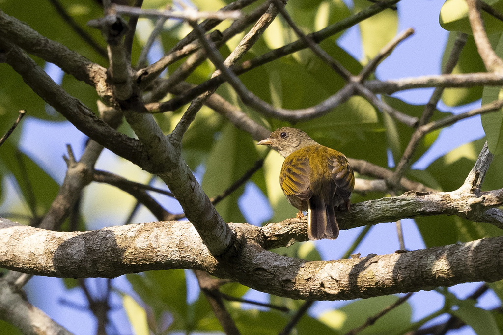 Yellow-footed Honeyguide photo
