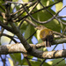 Yellow-footed Honeyguide - Photo (c) Niall Perrins, some rights reserved (CC BY-NC), uploaded by Niall Perrins