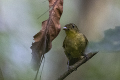 Phyllastrephus icterinus