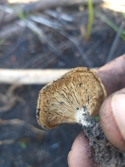 Lentinus stuppeus