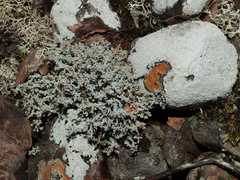 Stereocaulon vesuvianum