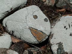 Pertusaria corallina