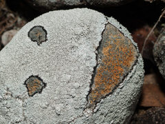 Pertusaria corallina