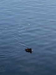 Gallinula chloropus