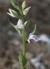 Cephalanthera kurdica