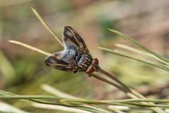 Phasia subcoleoptrata