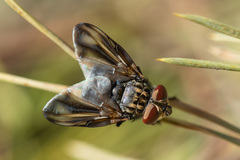 Phasia subcoleoptrata