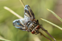 Phasia subcoleoptrata