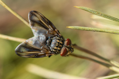 Phasia subcoleoptrata