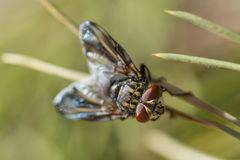 Phasia subcoleoptrata