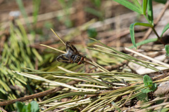 Phasia subcoleoptrata