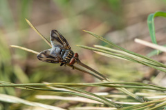 Phasia subcoleoptrata