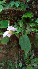Begonia pinglinensis
