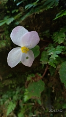 Begonia pinglinensis
